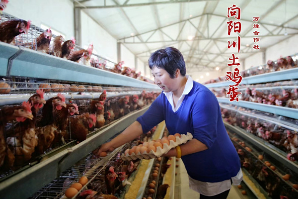 桑虫鸡蛋